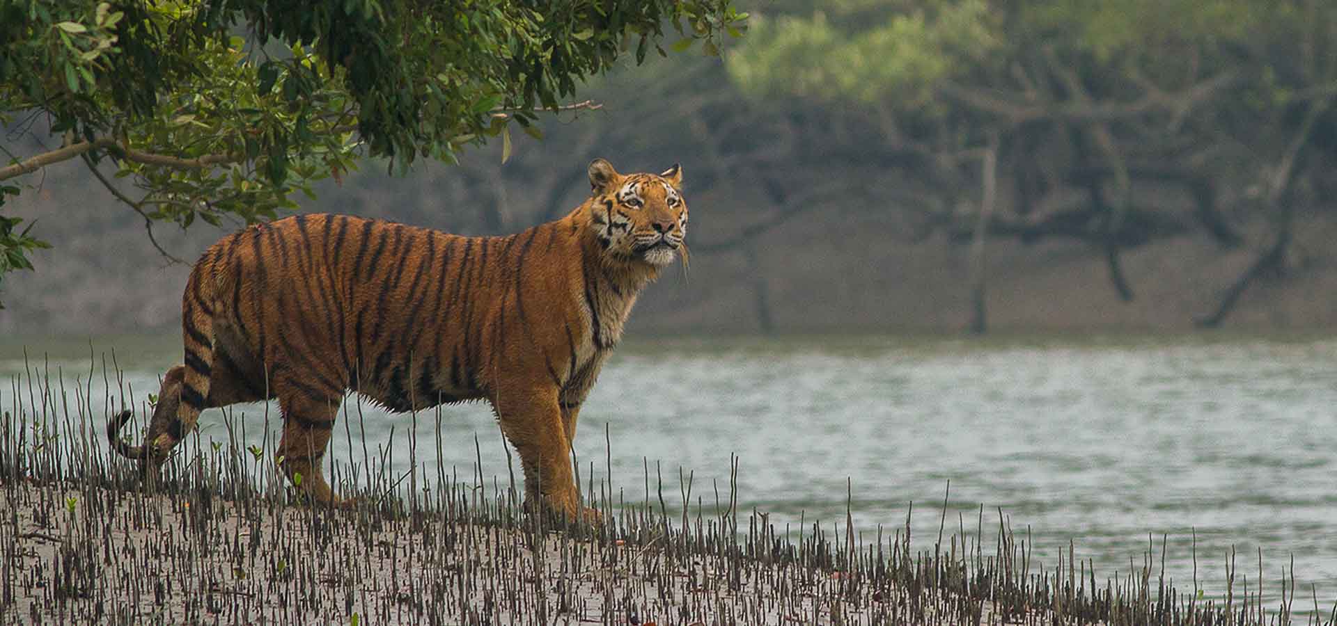 Sundarban Baidya Travels - 1