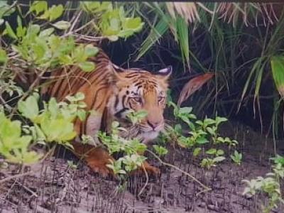 sundarban baidya travels
