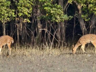 sundarban baidya travels